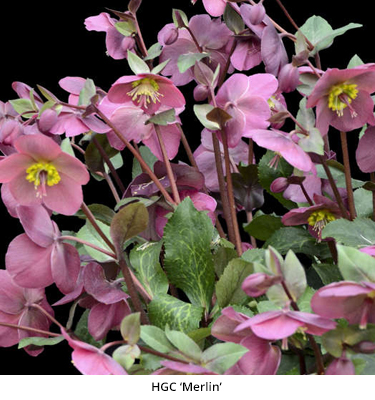 Lenten Rose