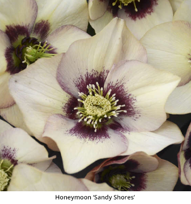 Lenten Rose