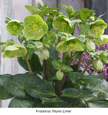 Lenten Rose