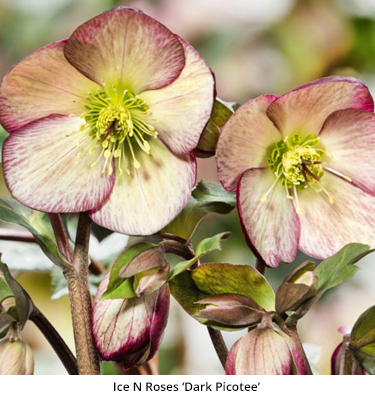Lenten Rose