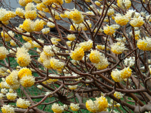 Winter Blooming Plants – A Touch of Spring to Lift the Spirit!