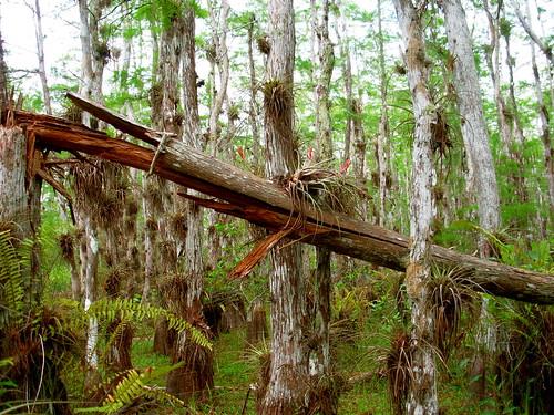 Air Plants – No Soil Needed!