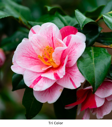 Camellia Tri Color