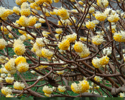 Edgeworthia