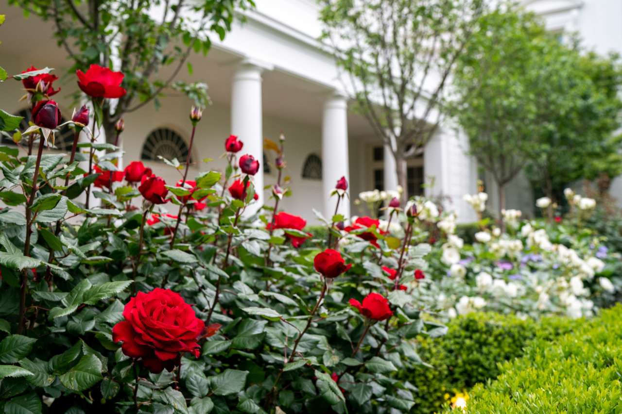 Plan Your Rose Garden