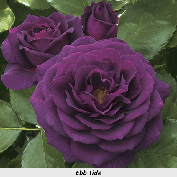 Week's Rose: Ebb Tide
