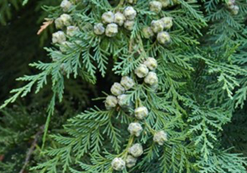 Carolina Sapphire Cypress