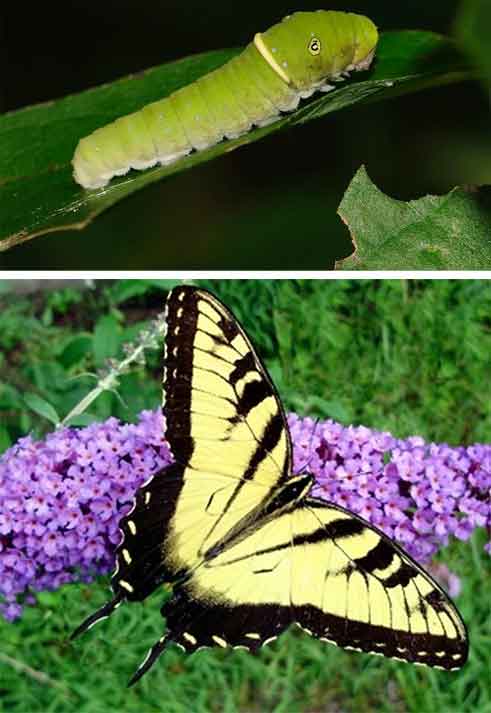 The Caterpillar… Friend or Foe?