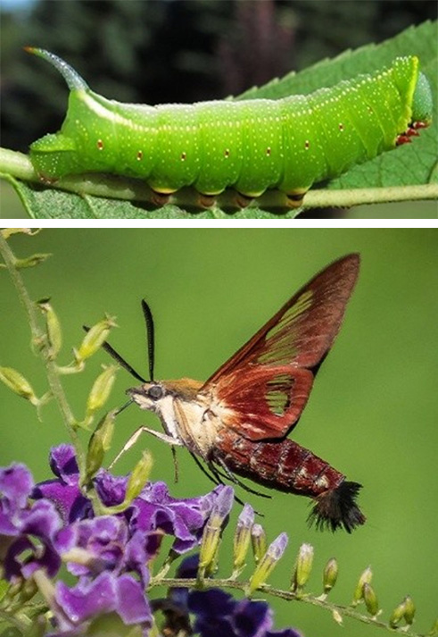 catarpillar friend or foe