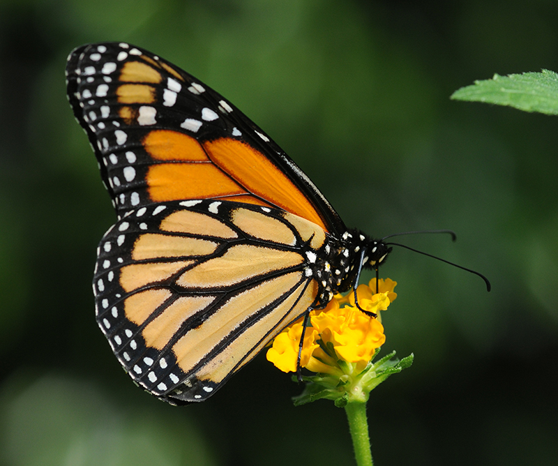 Monarch Butterfly