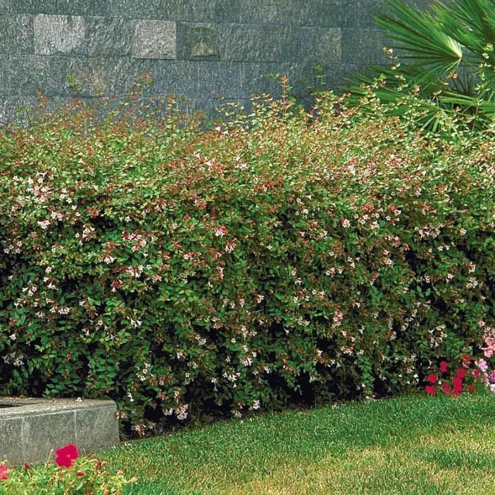 Abelia ‘Glossy Leaf’