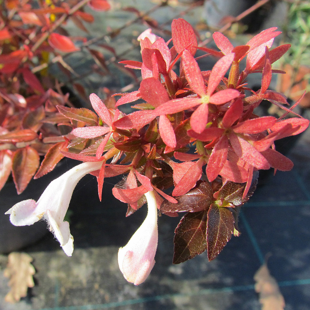 Abelia ‘Kaleidoscope’