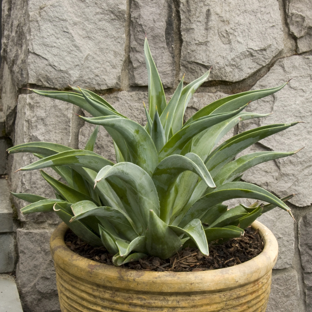 Agave desmetiana