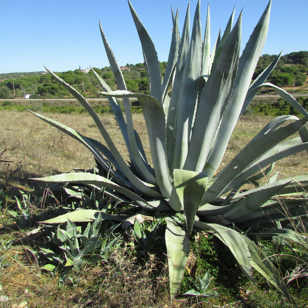 Agave Americana