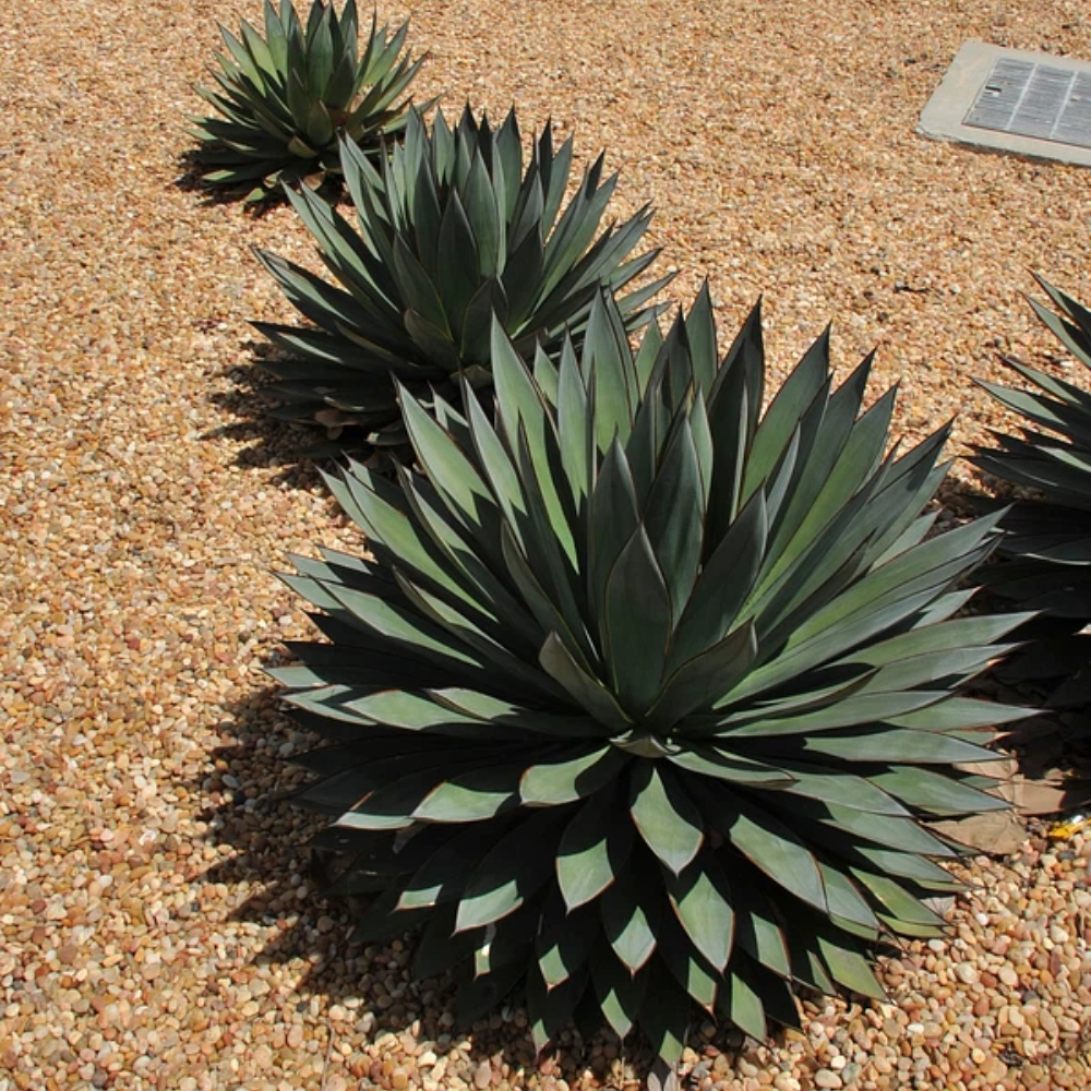 Agave ‘Blue Glow’