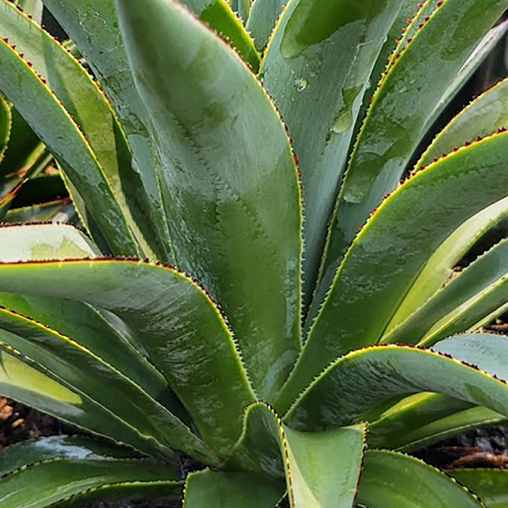 Agave ‘Fountain Surprise’