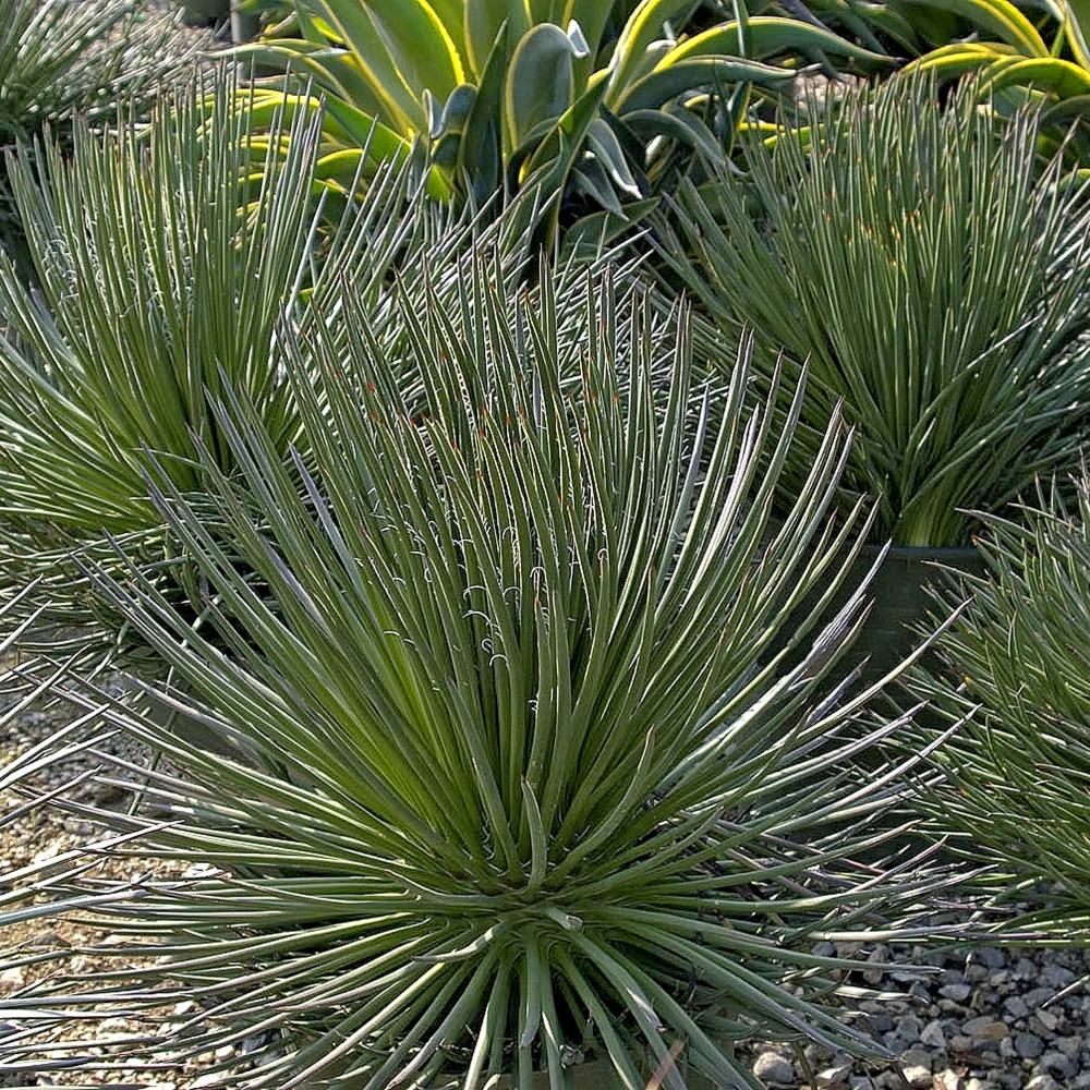 Agave ‘Twin Flower’