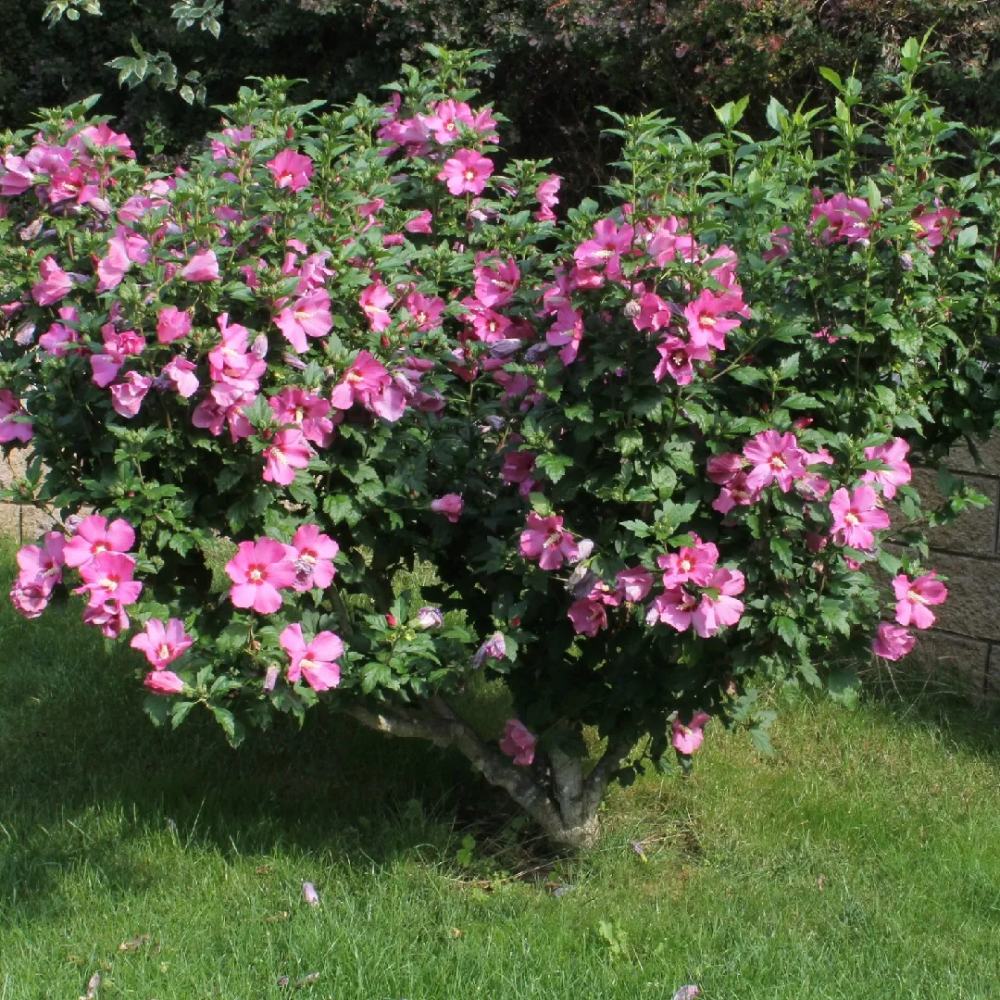 Althea ‘Aphrodite’