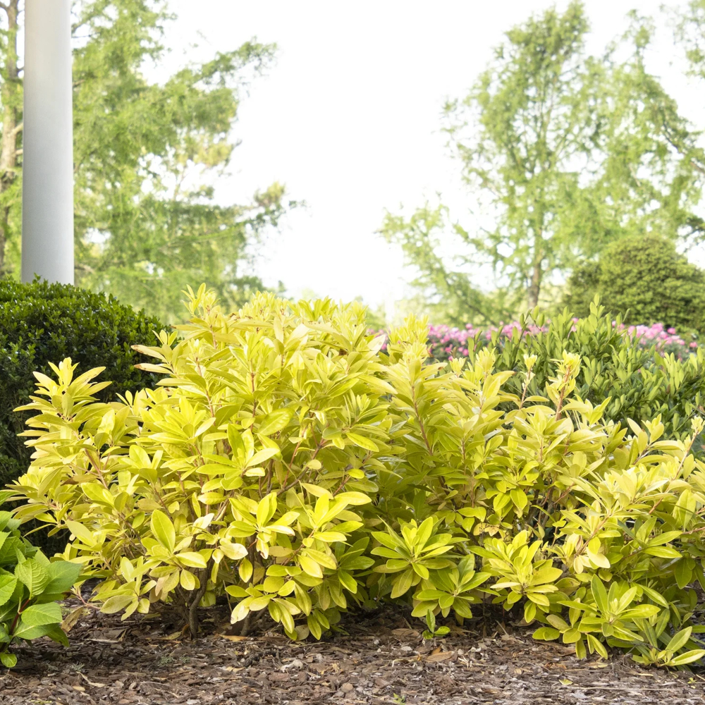 Anise Florida Sunshine