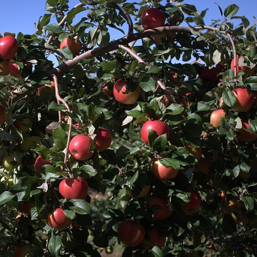 Apple 'Honeycrisp'