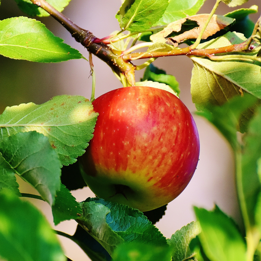 Apple 'Red Delicious'