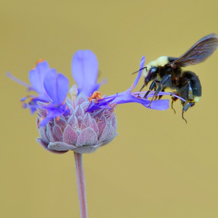 Yellow-Faced Bumble Bee