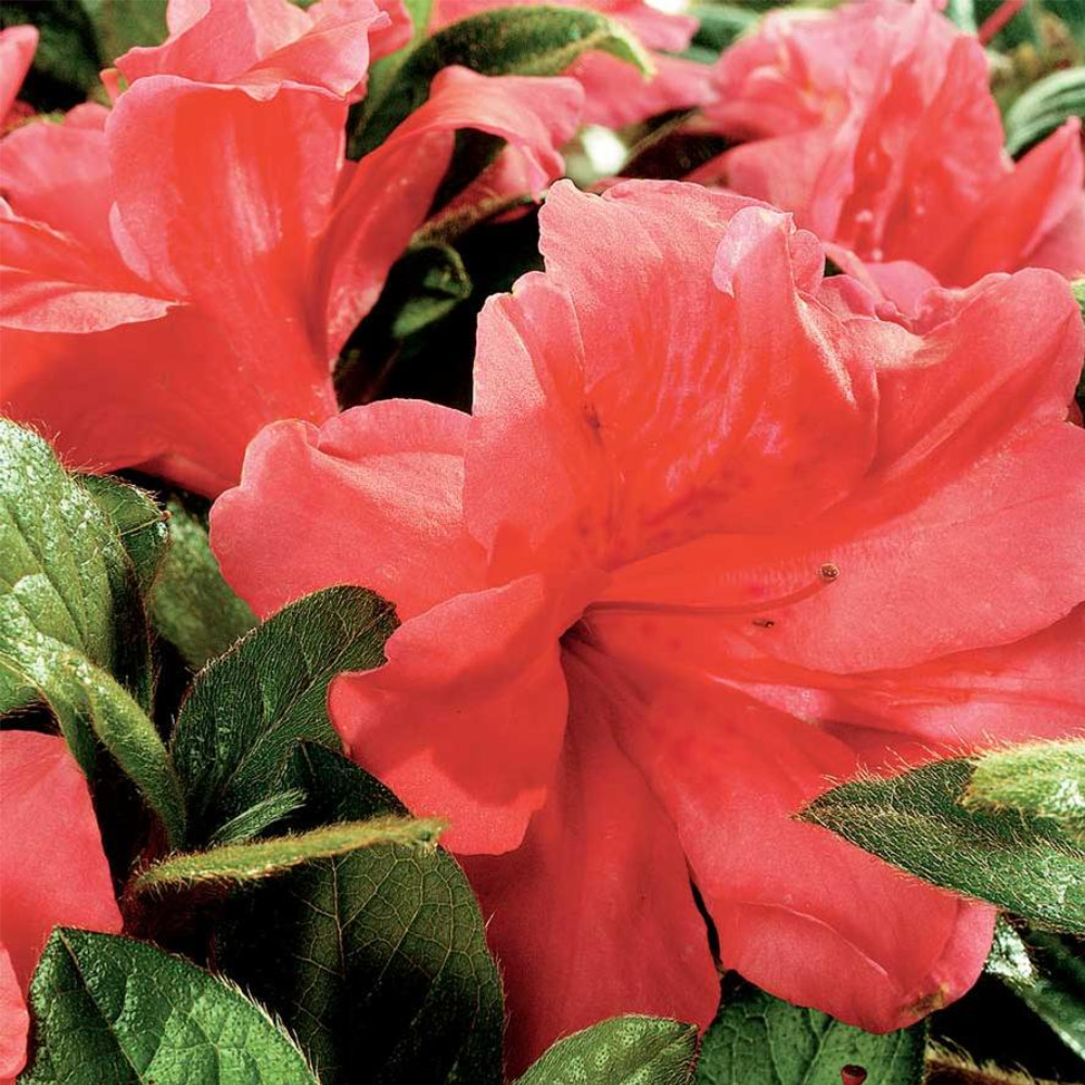 Azalea Encore Autumn Monarch