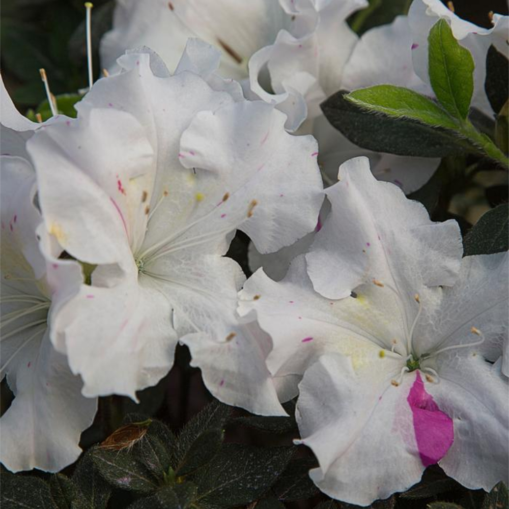 Azalea Encore Autumn Starlite