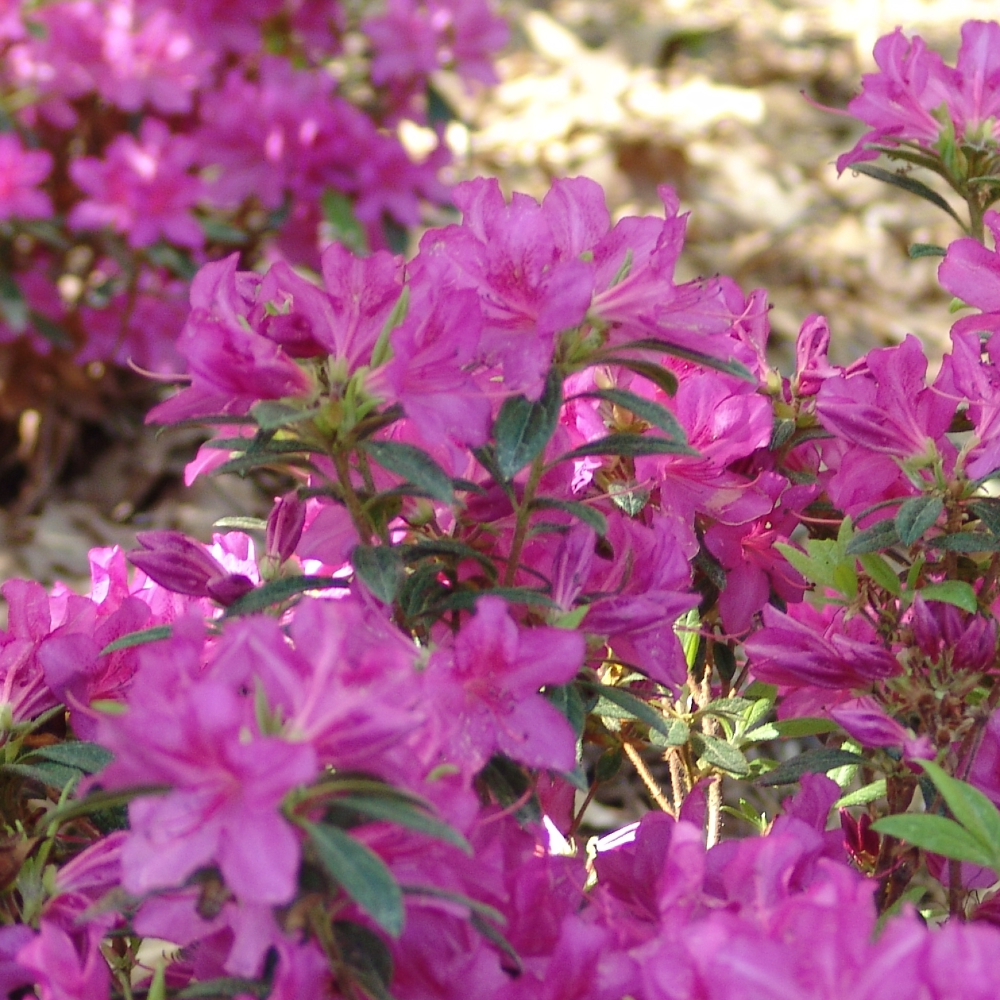 Azalea Encore Amethyst