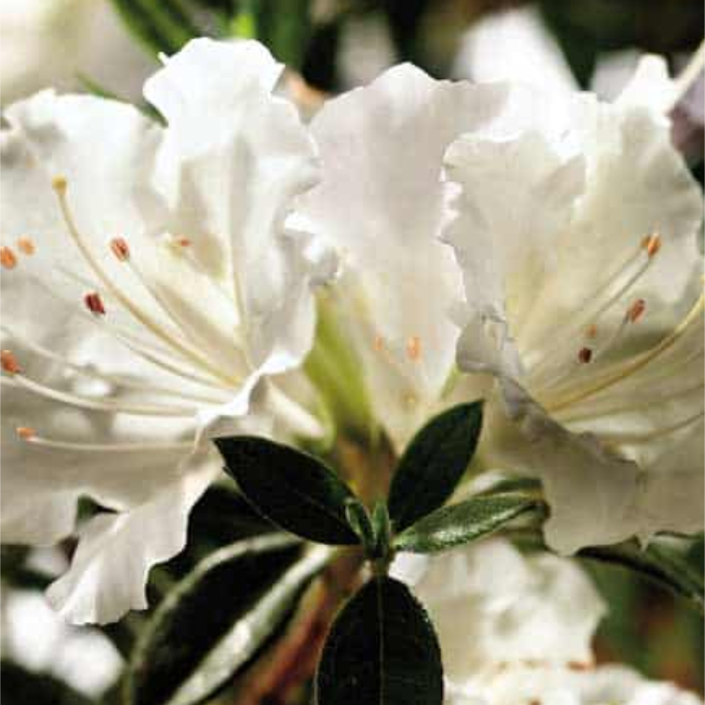 Azalea Encore Autumn Angel