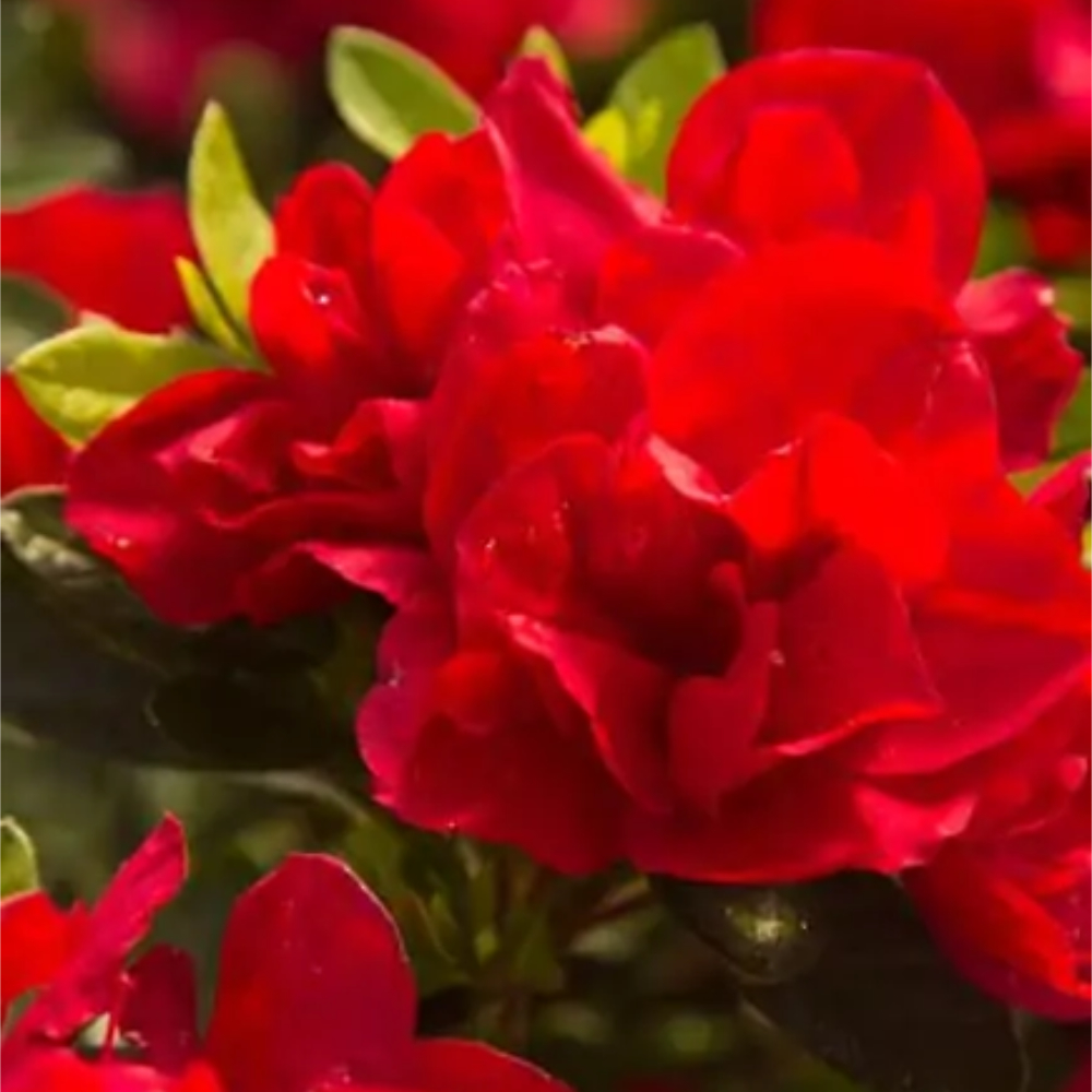 Azalea Encore Autumn Bonfire