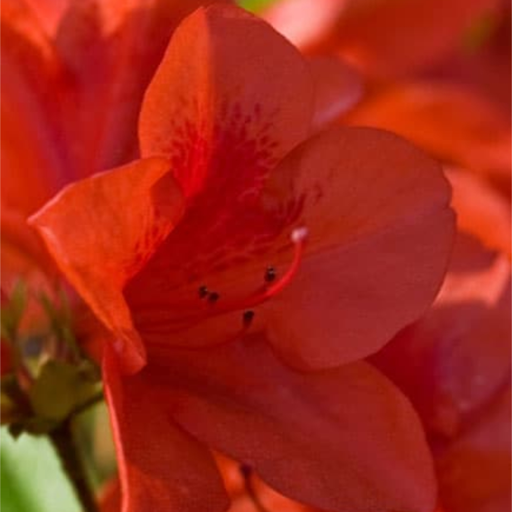 Azalea Encore Autumn Bravo