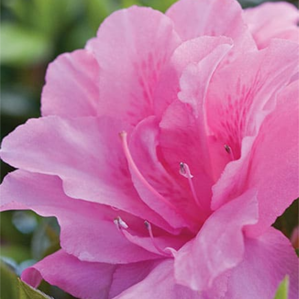 Azalea Encore Autumn Carnival