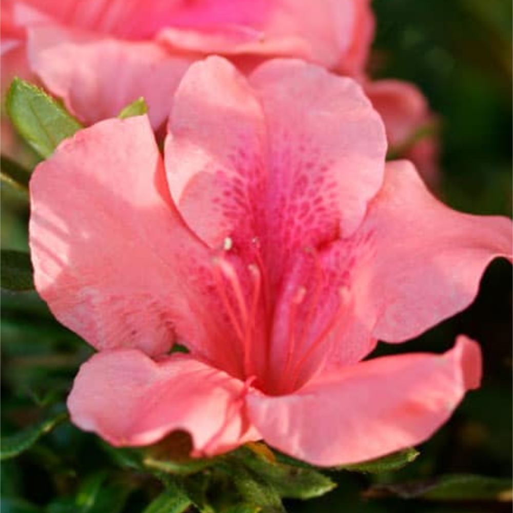 Azalea Encore Autumn Coral