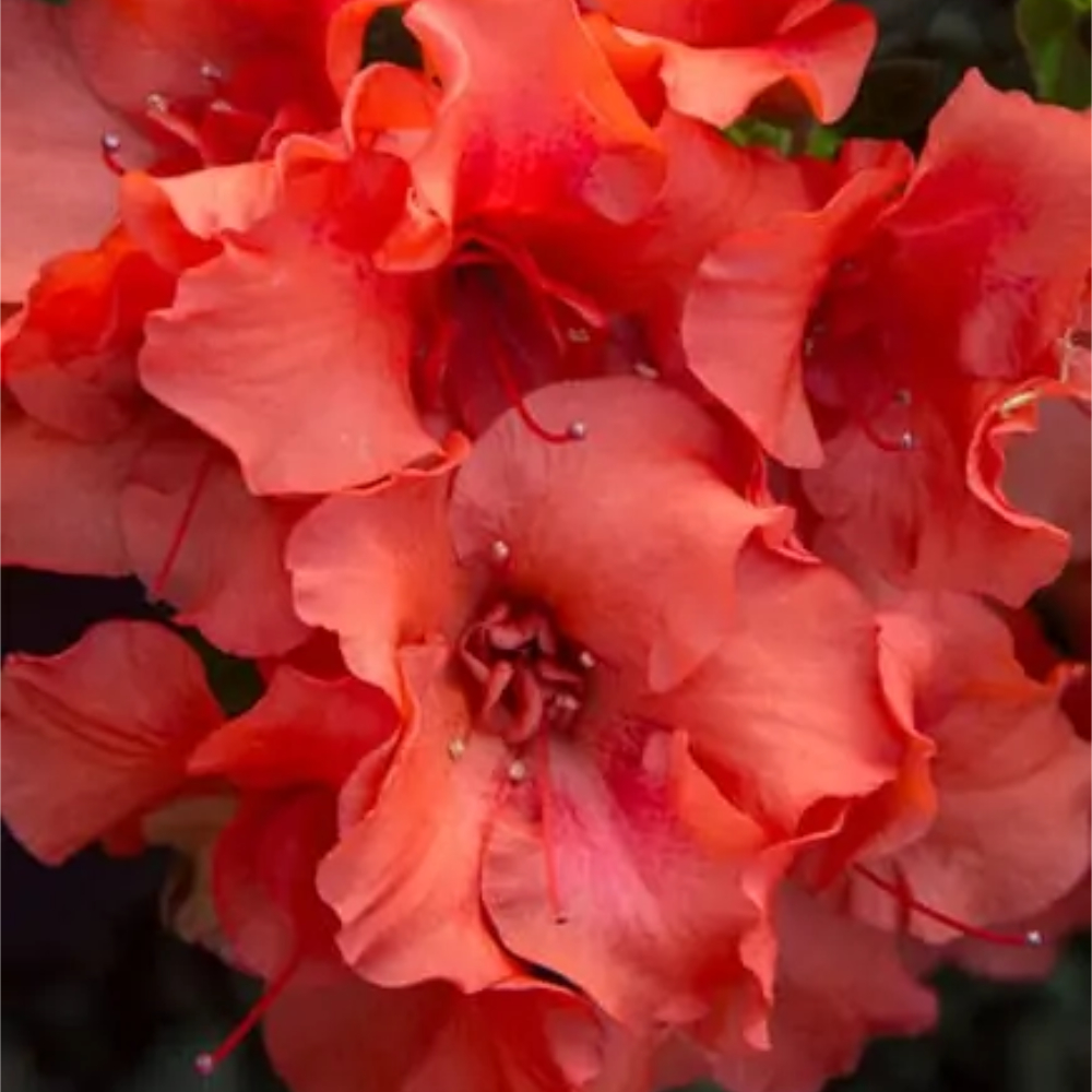 Azalea Encore Autumn Empress