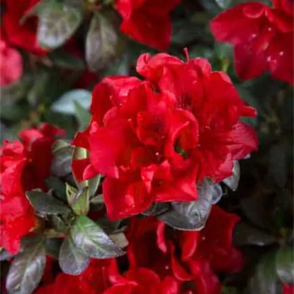 Azalea Encore Autumn Fire