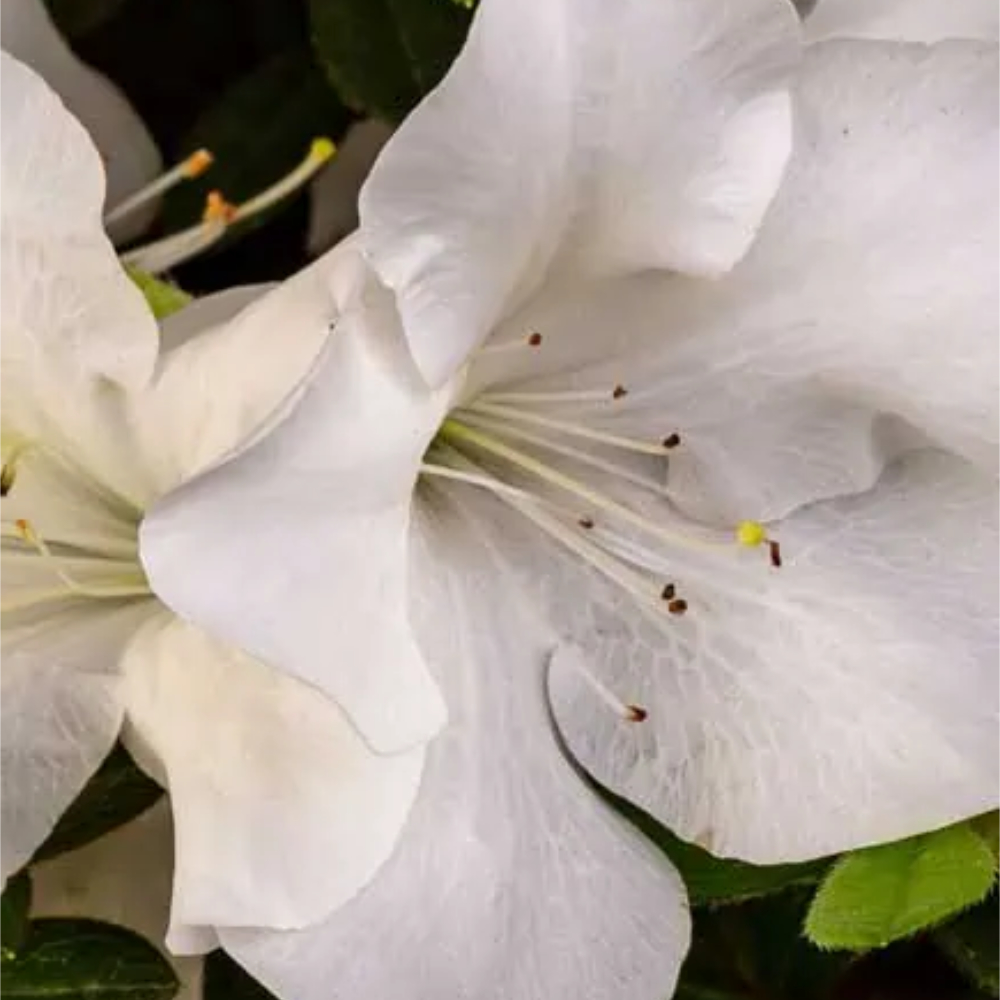 Azalea Encore Autumn Ivory