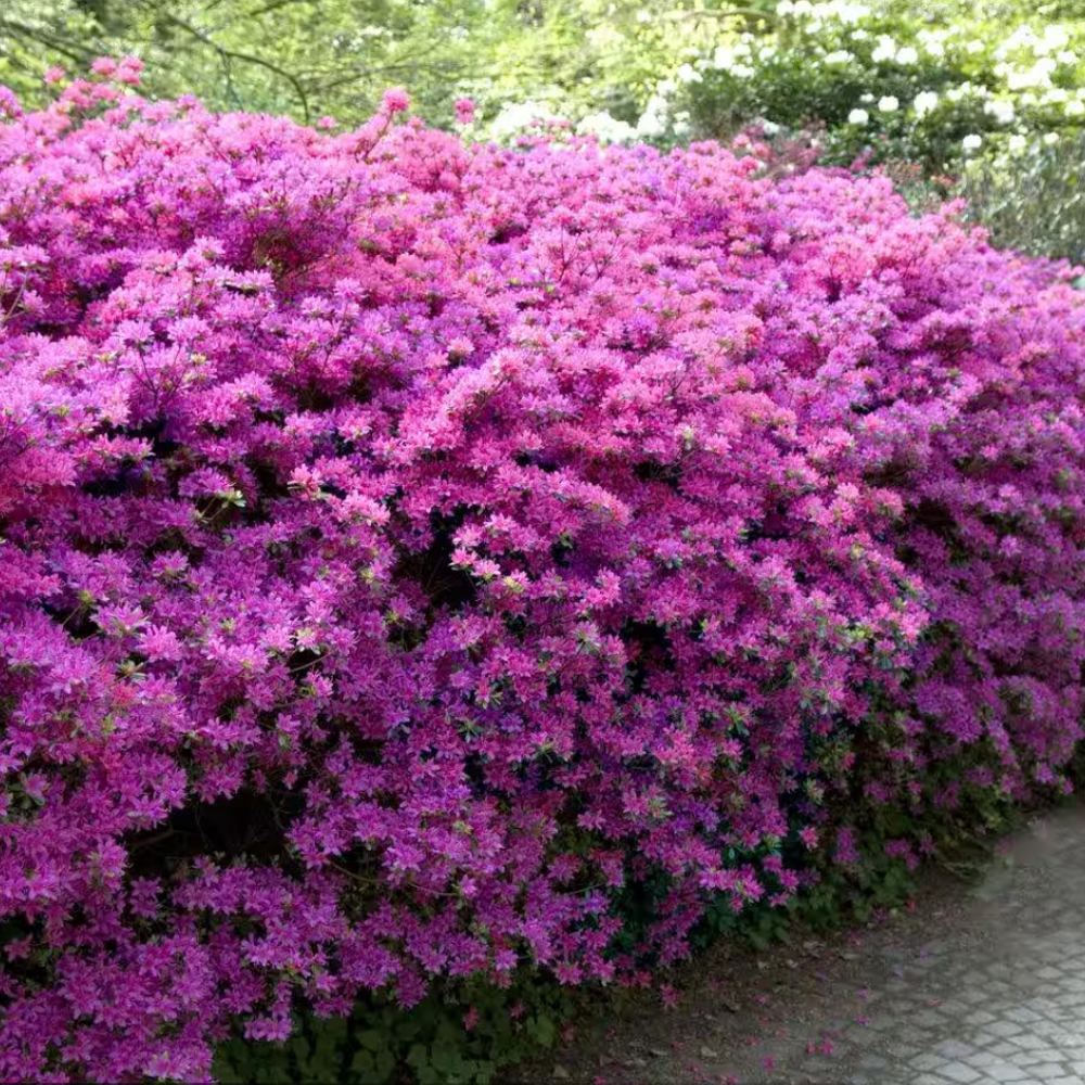 Azalea Encore Autumn Lilac