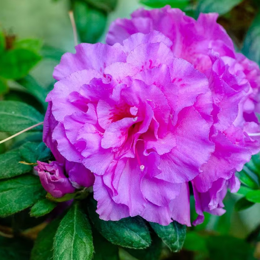 Azalea Encore Autumn Majesty