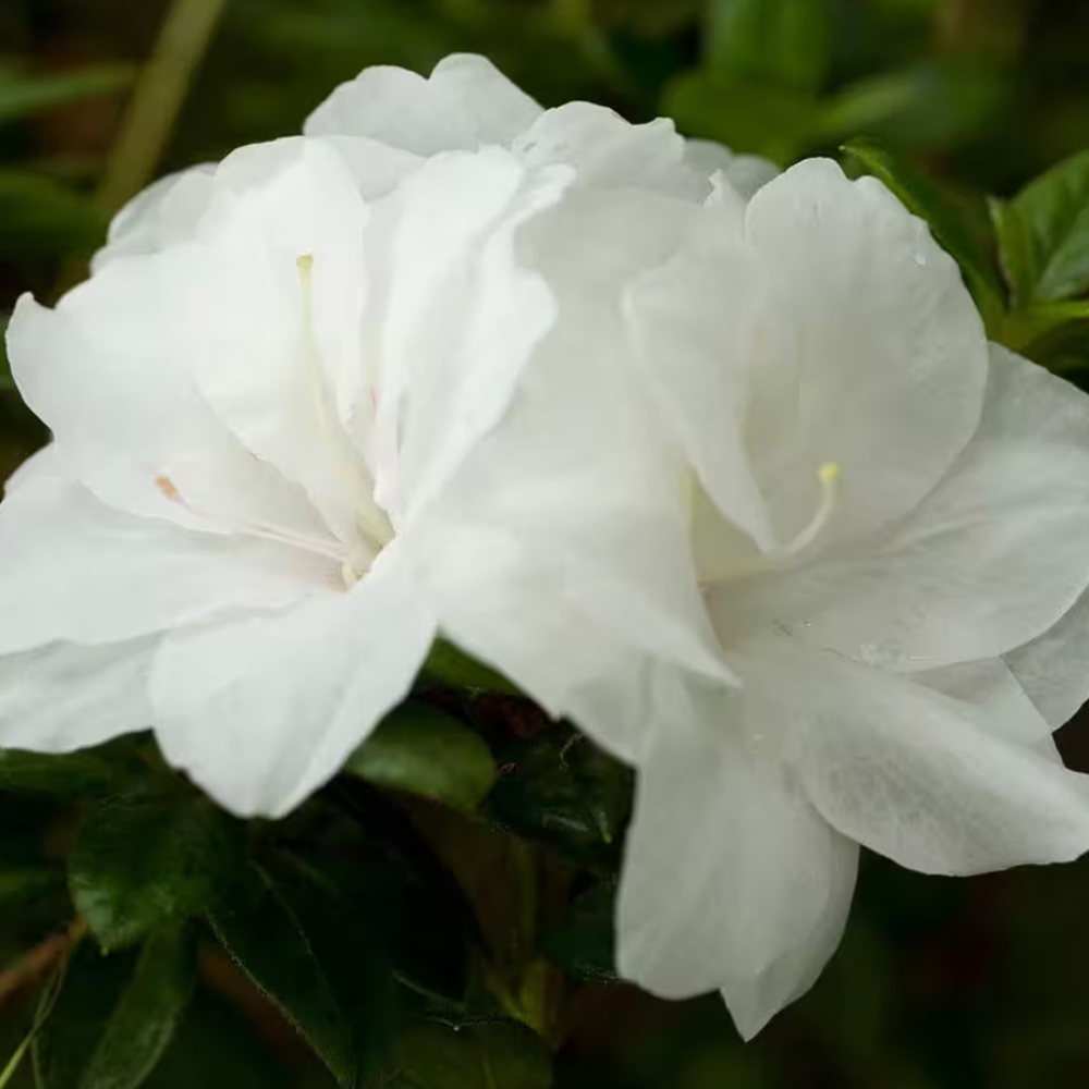 Azalea Encore Autumn Moonlight