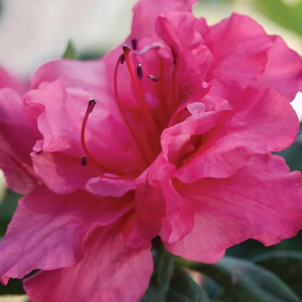 Azalea Encore Autumn Rouge