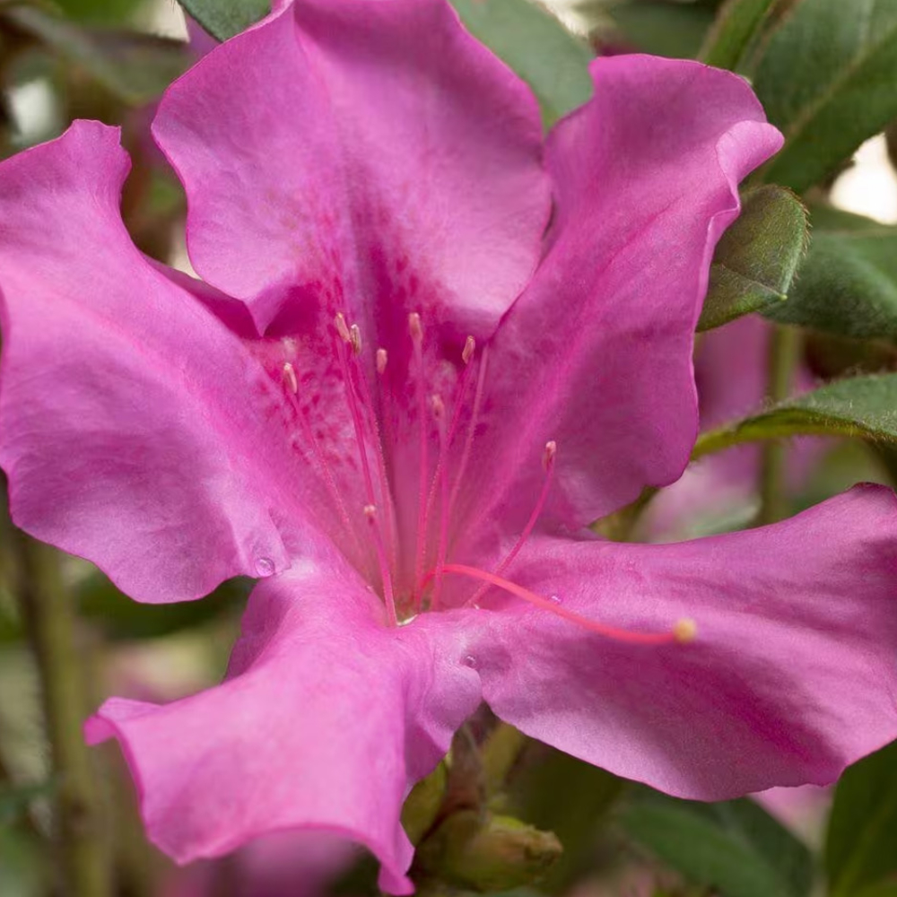Azalea Encore Autumn Royalty