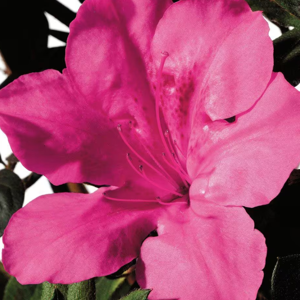 Azalea Encore Autumn Sangria