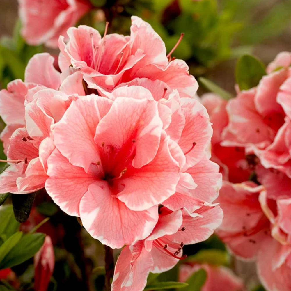 Azalea Encore Autumn Sunburst