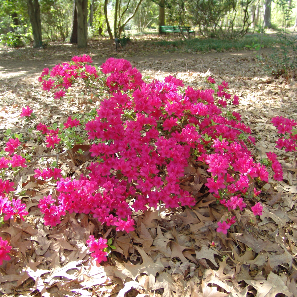 Azalea Encore Autumn Sundance