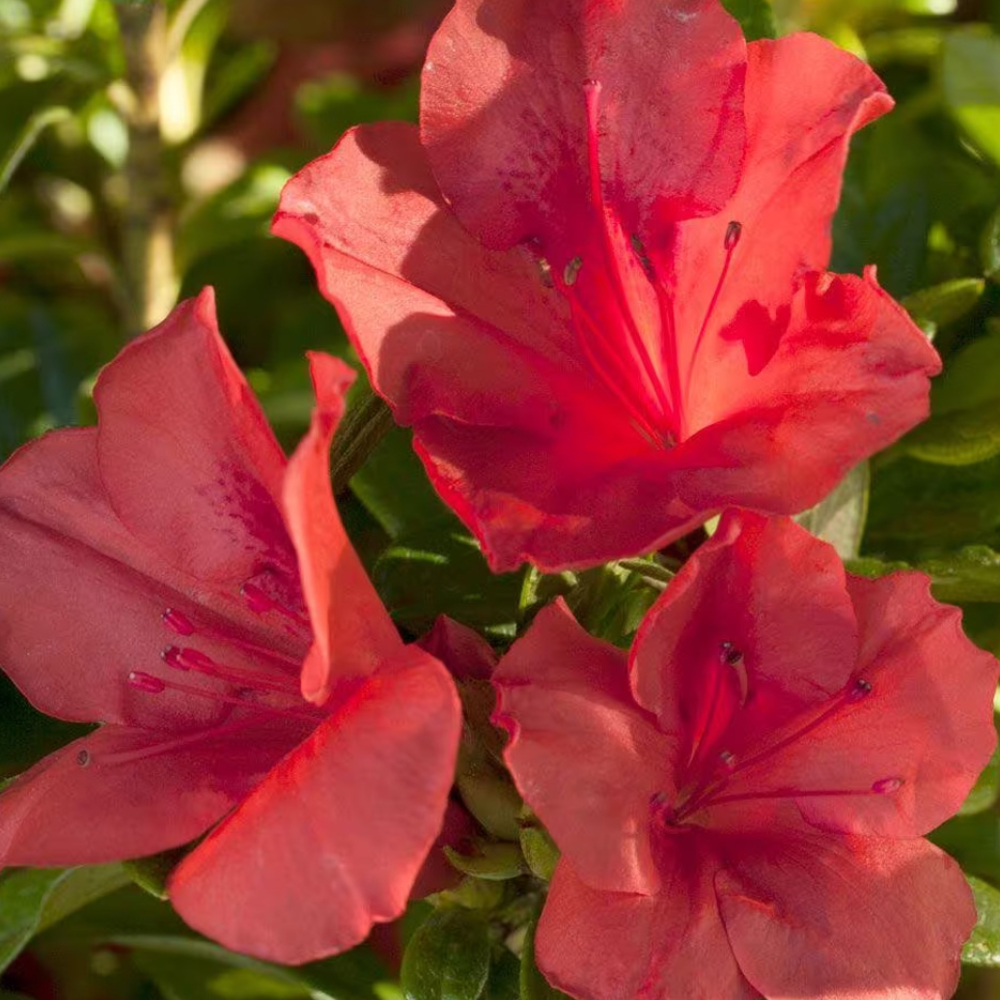Azalea Encore Autumn Sunset
