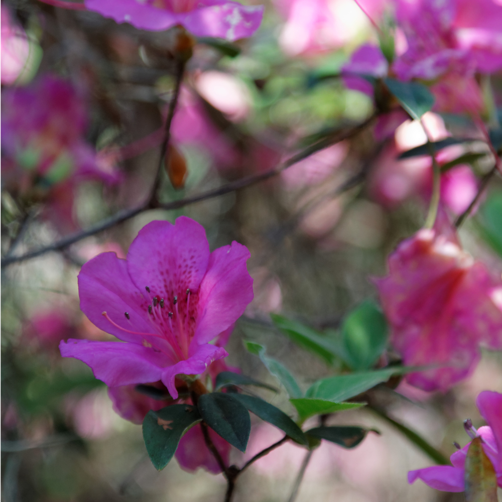 Azalea Formosa