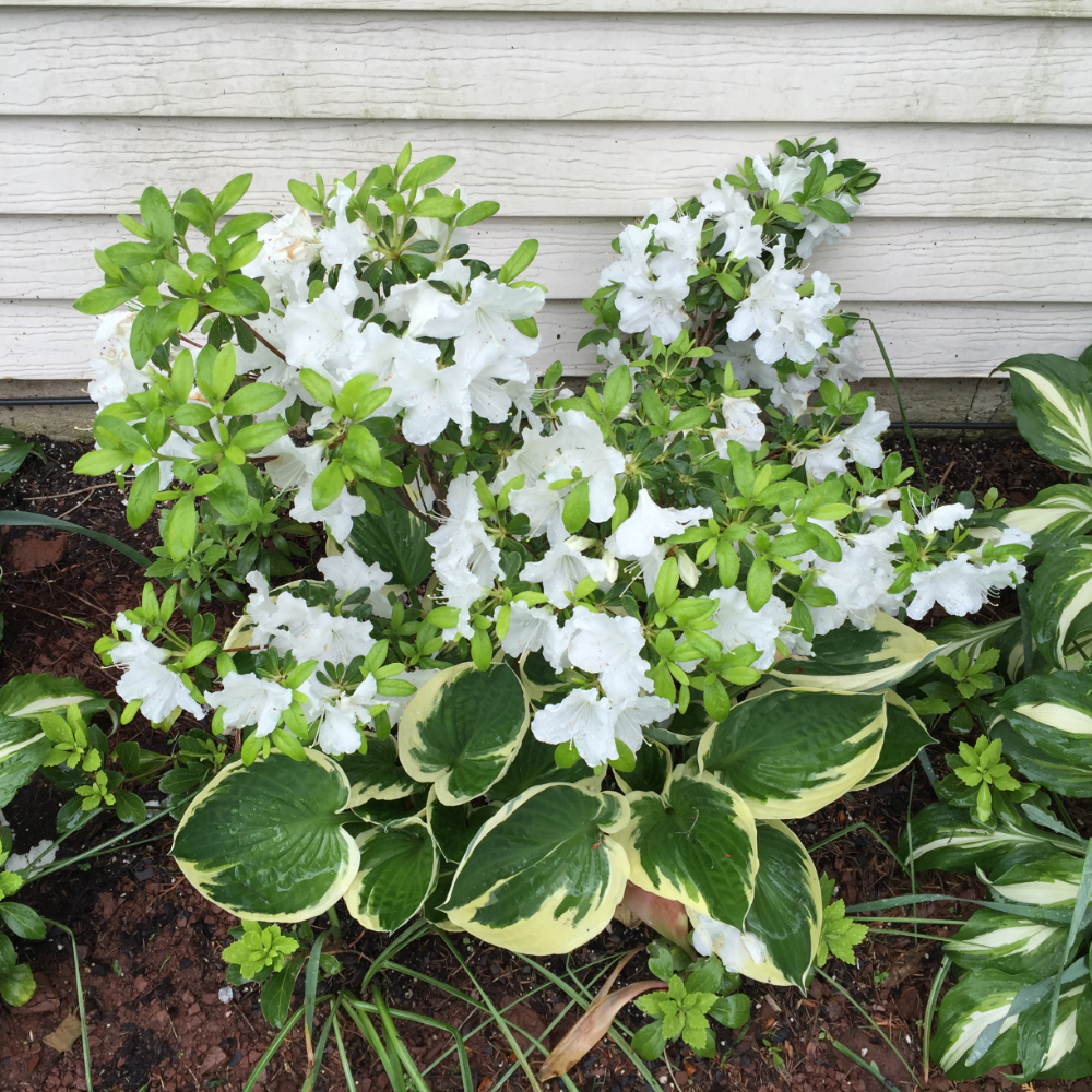 Azalea Girard Pleasant White