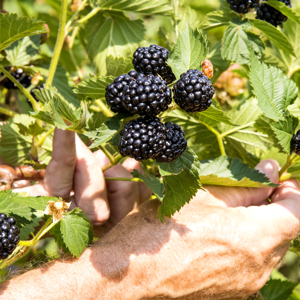 Blackberry 'Ponca'