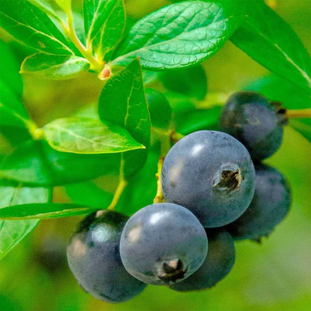 Blueberry Hello Darlin